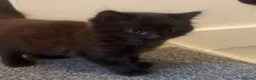 Mixed Breed cats for sale: Beautiful Black/Brown Kittens  in Bracknell - Advert 8