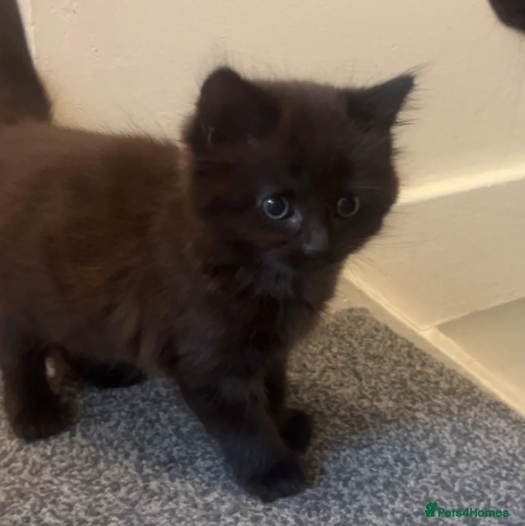 Mixed Breed cats for sale: Beautiful Black/Brown Kittens  in Bracknell - Advert 8