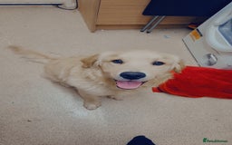 Golden Retriever dogs for sale: 8 month old Golden Retriever puppy - Image 2