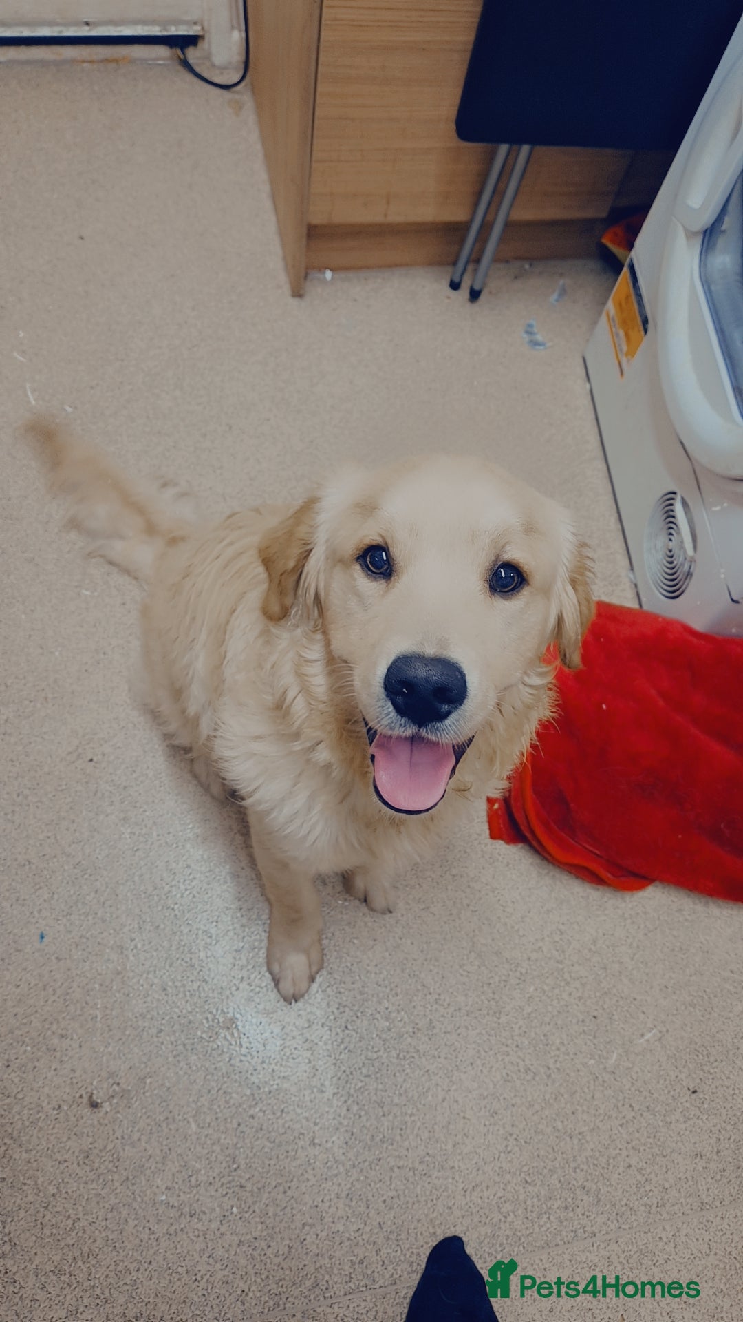 Golden Retriever dogs for sale: 8 month old Golden Retriever puppy - Image 2