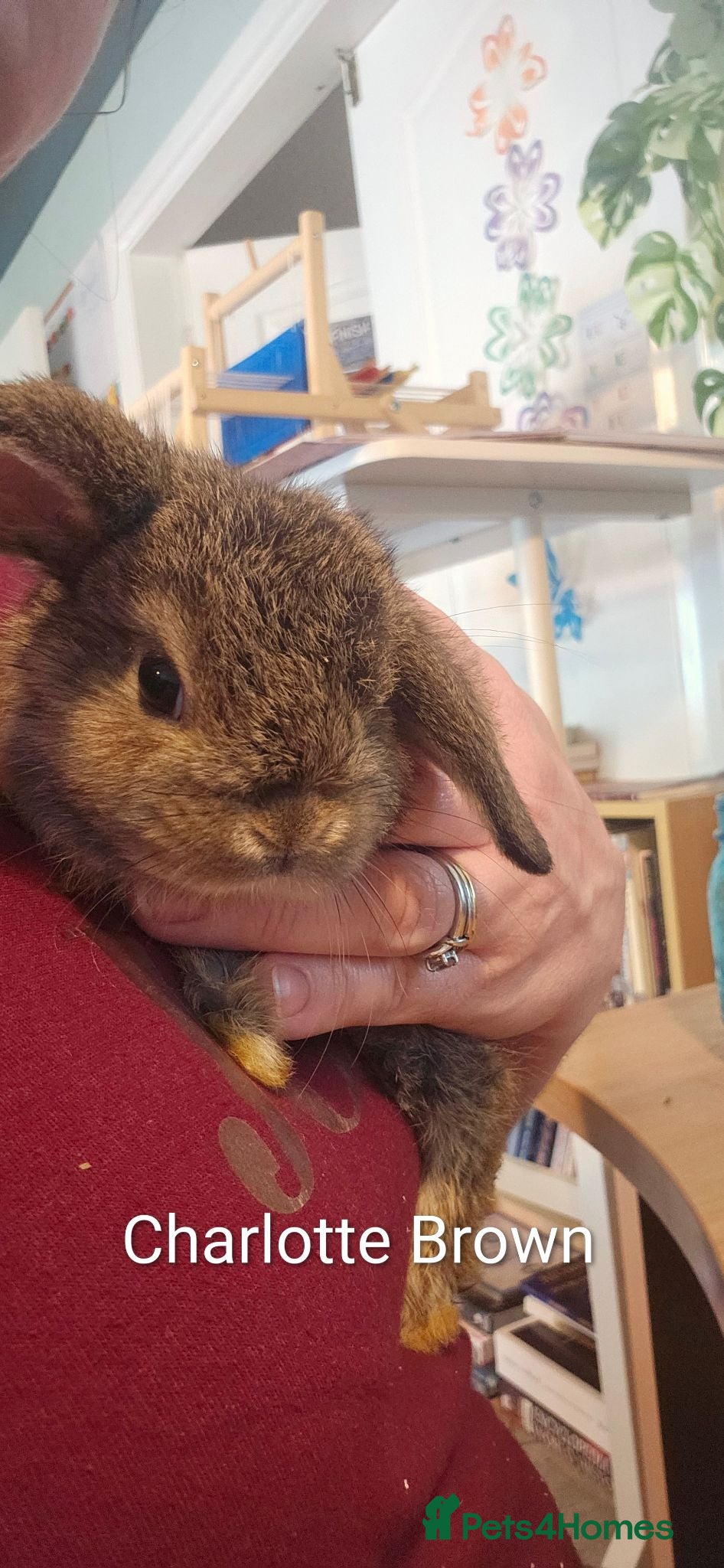 Mini Lop rabbits Baby Bunnies - very tame! - Advert 16