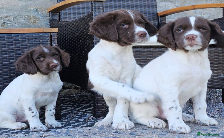 English Springer Spaniel dogs - Advert 1