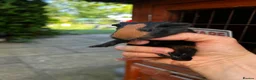 Guinea Pig rodents for sale: Baby guinea pigs, 3 pairs of male & 1 x females - Advert 5