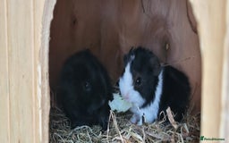 Guinea Pig rodents for sale: Baby Guinea Pigs For Sale - Image 3