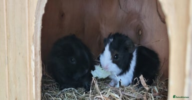 Guinea Pig rodents - Advert 4