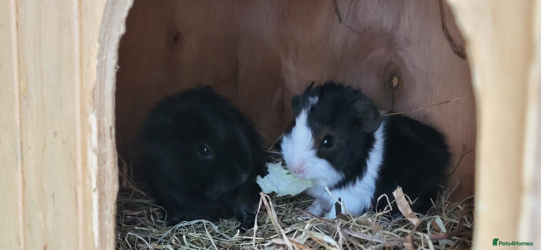 Guinea Pig rodents for sale: Baby Guinea Pigs For Sale - Image 3