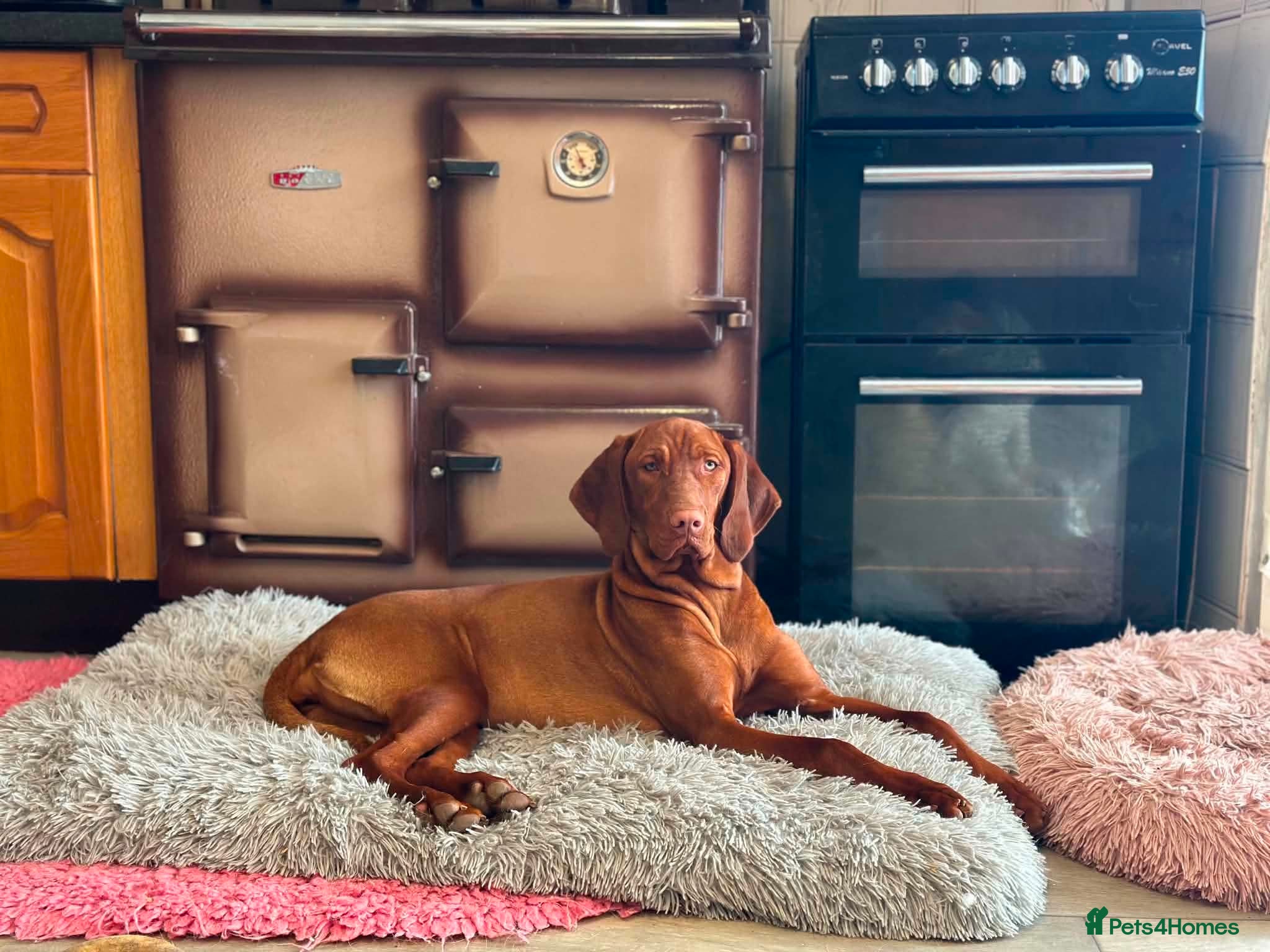 Hungarian Vizsla dogs 2 stunning young girls available  - Advert 1
