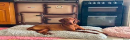 Hungarian Vizsla dogs for sale: 2 stunning young girls available  - Advert 1