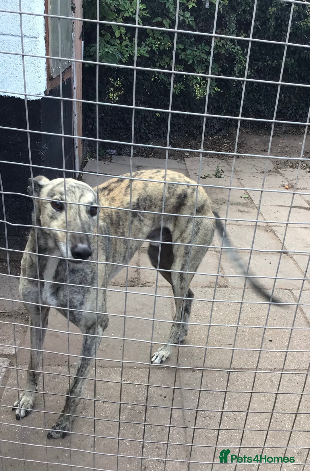 Greyhound dogs for sale: Greyhound for sale  - Image 1