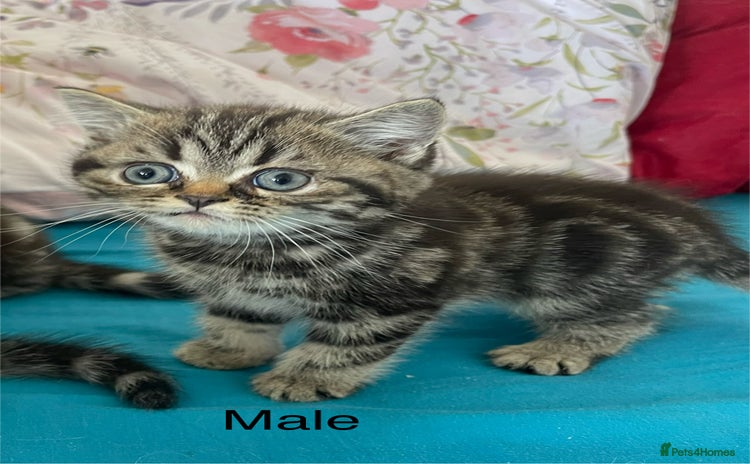 British Shorthair cats - Advert 10