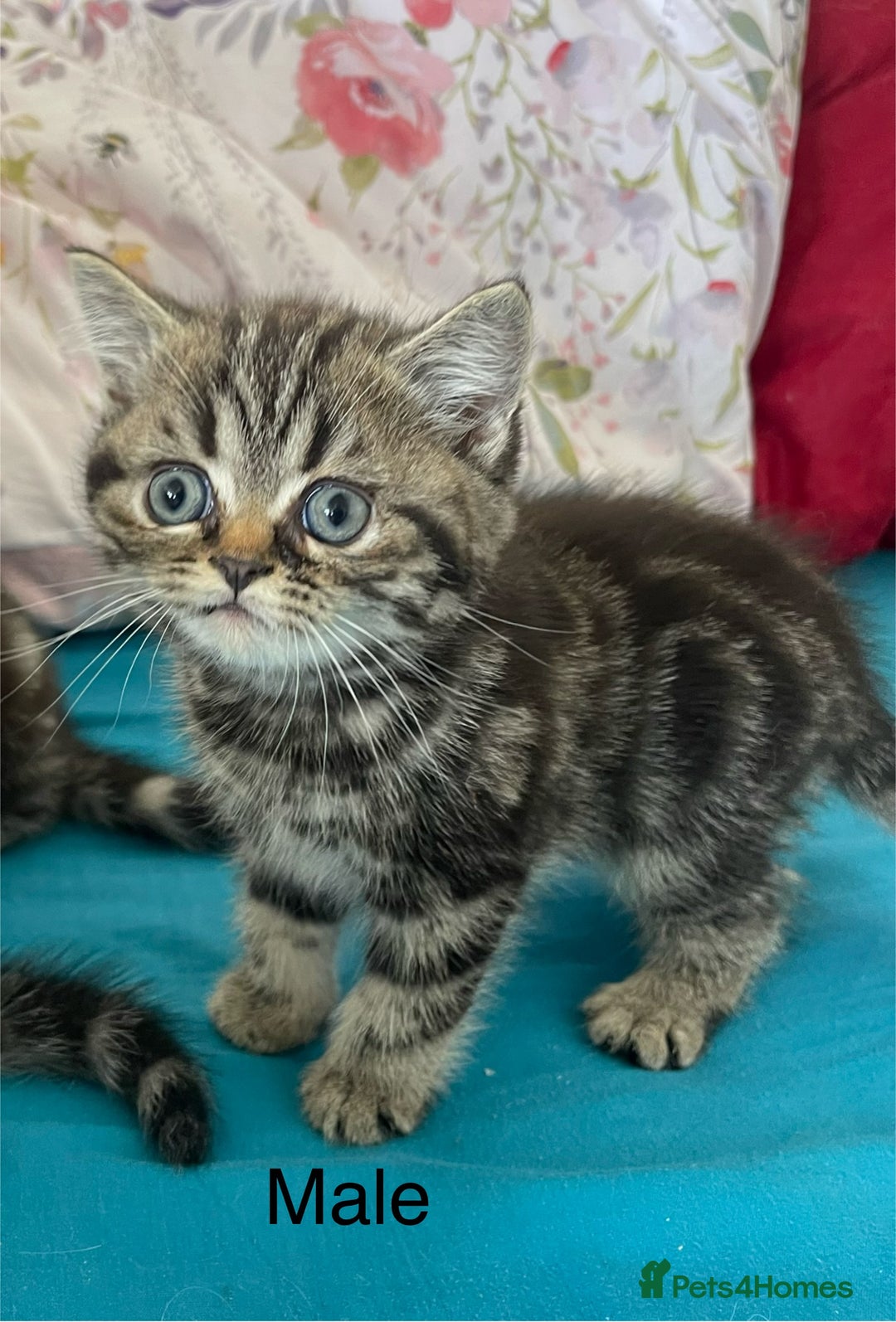 British Shorthair cats for sale: BSH. Silver/Brown Tabby kitten. - Image 2