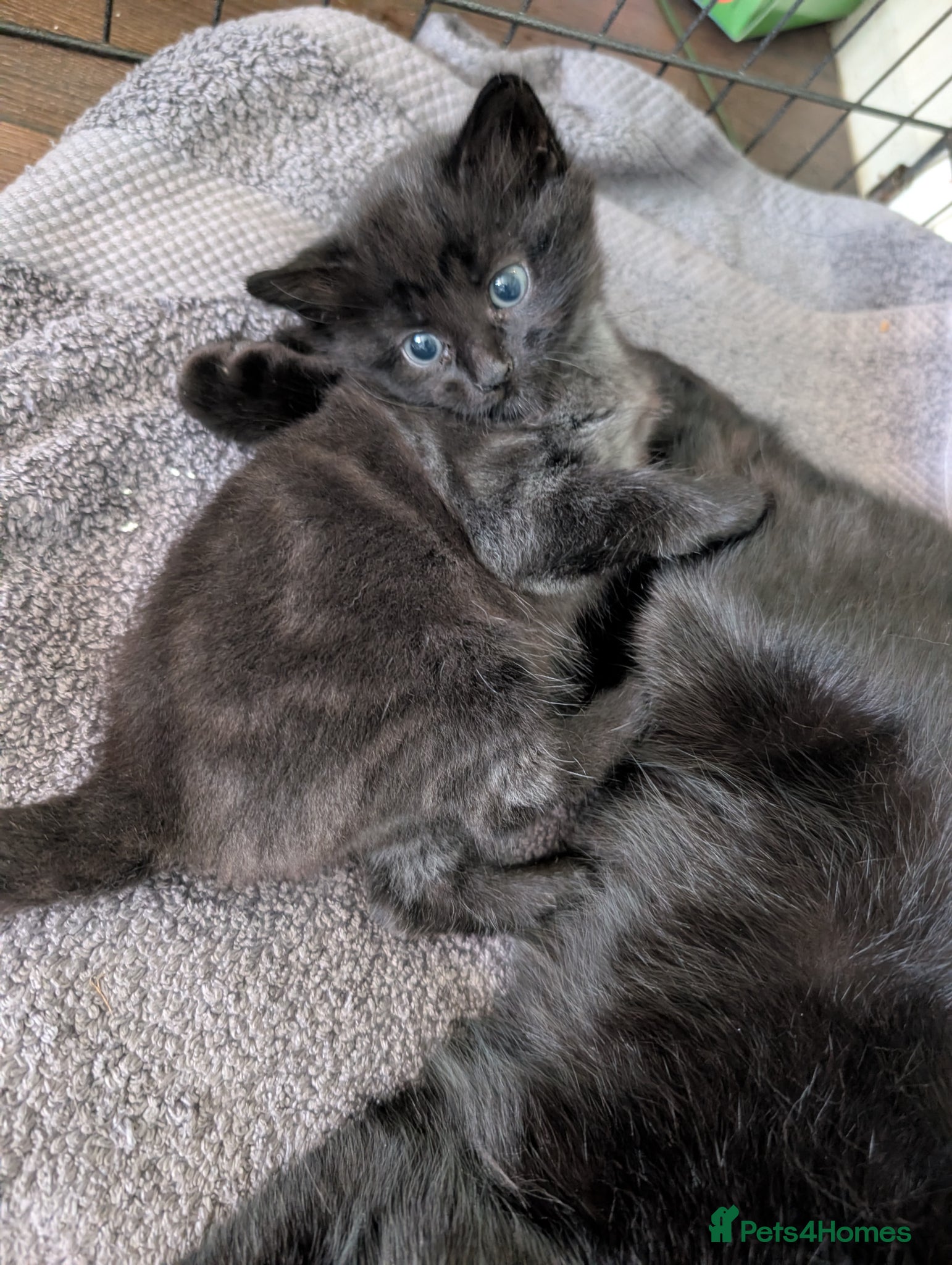 Mixed Breed cats for sale: Beautiful boy with black and grey marbling! - Advert 3