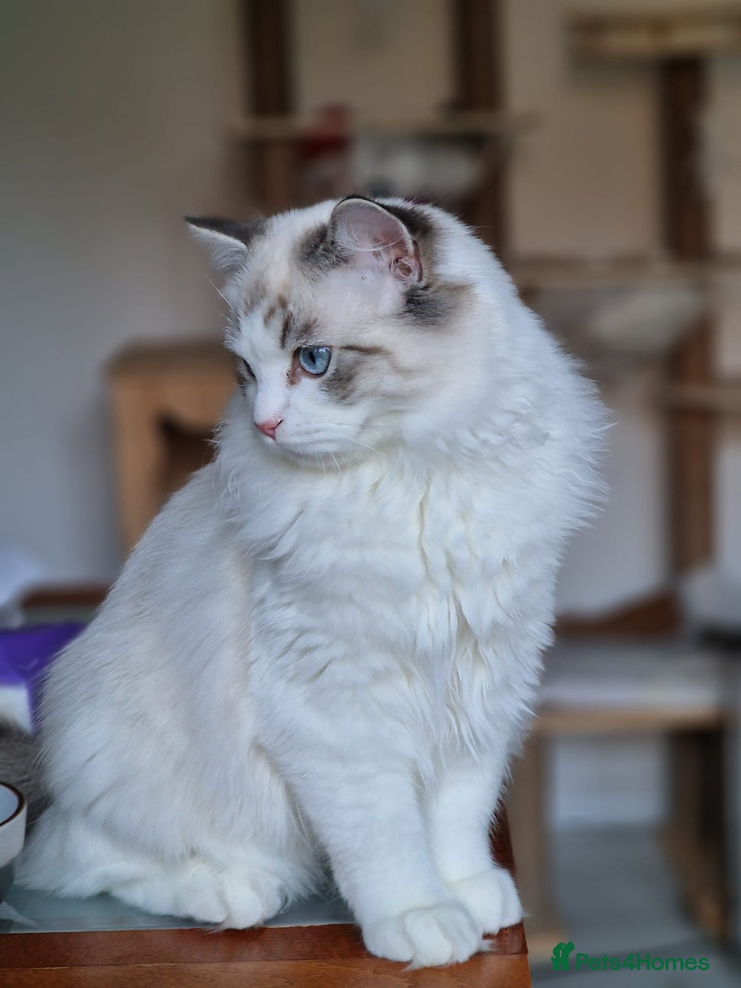 Ragdoll cats for sale: Gccf tica register kittens - Advert 3