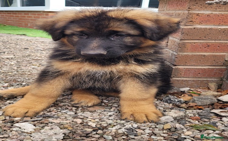 German Shepherd dogs - Advert 2