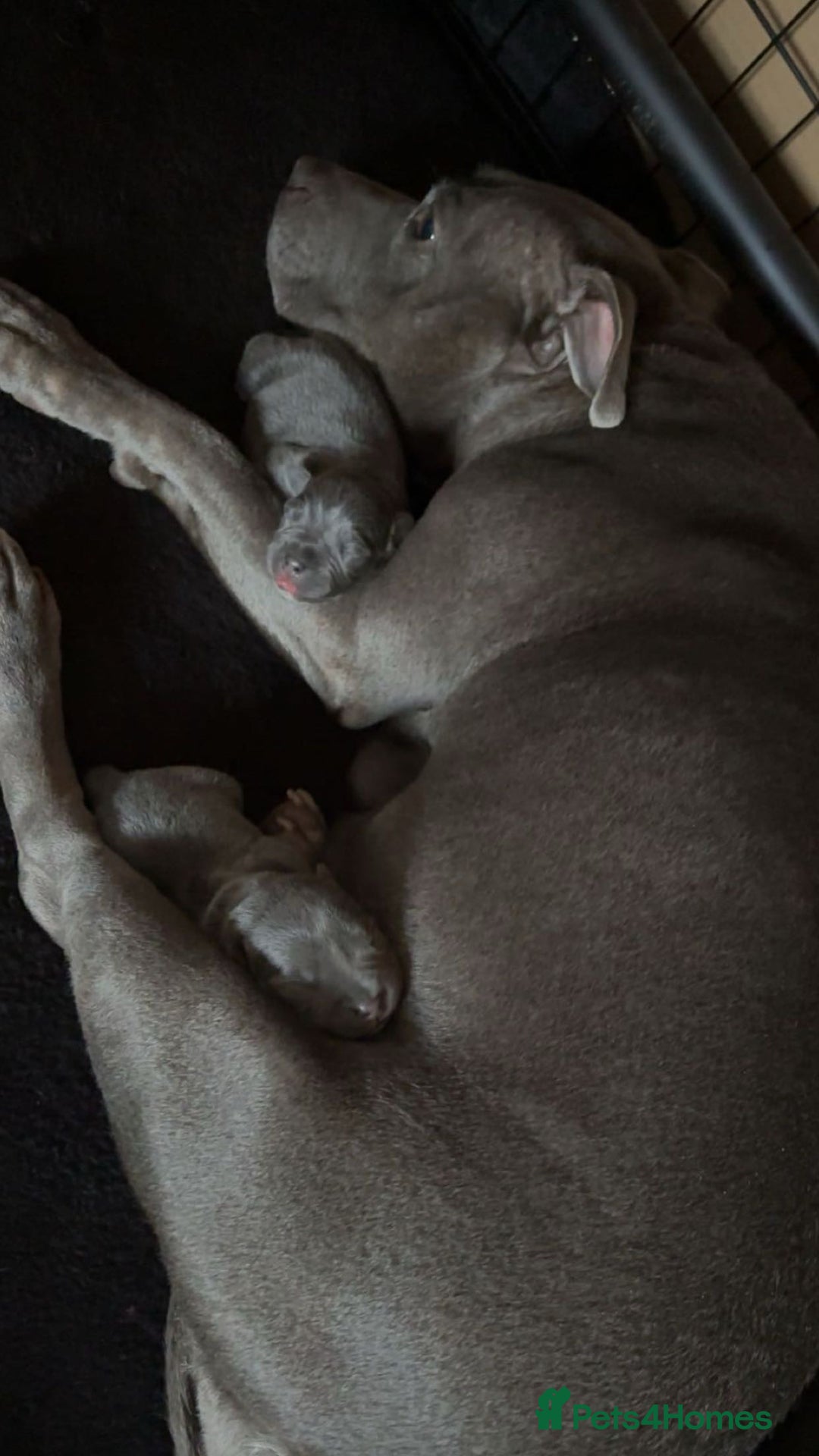Staffordshire Bull Terrier dogs for sale: BLUE BLOODLINE CHAMPION STAFFS💕🐾 - Image 11