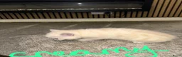 Persian cats for sale:  british shorthair silvertip and exotic persian - Advert 9