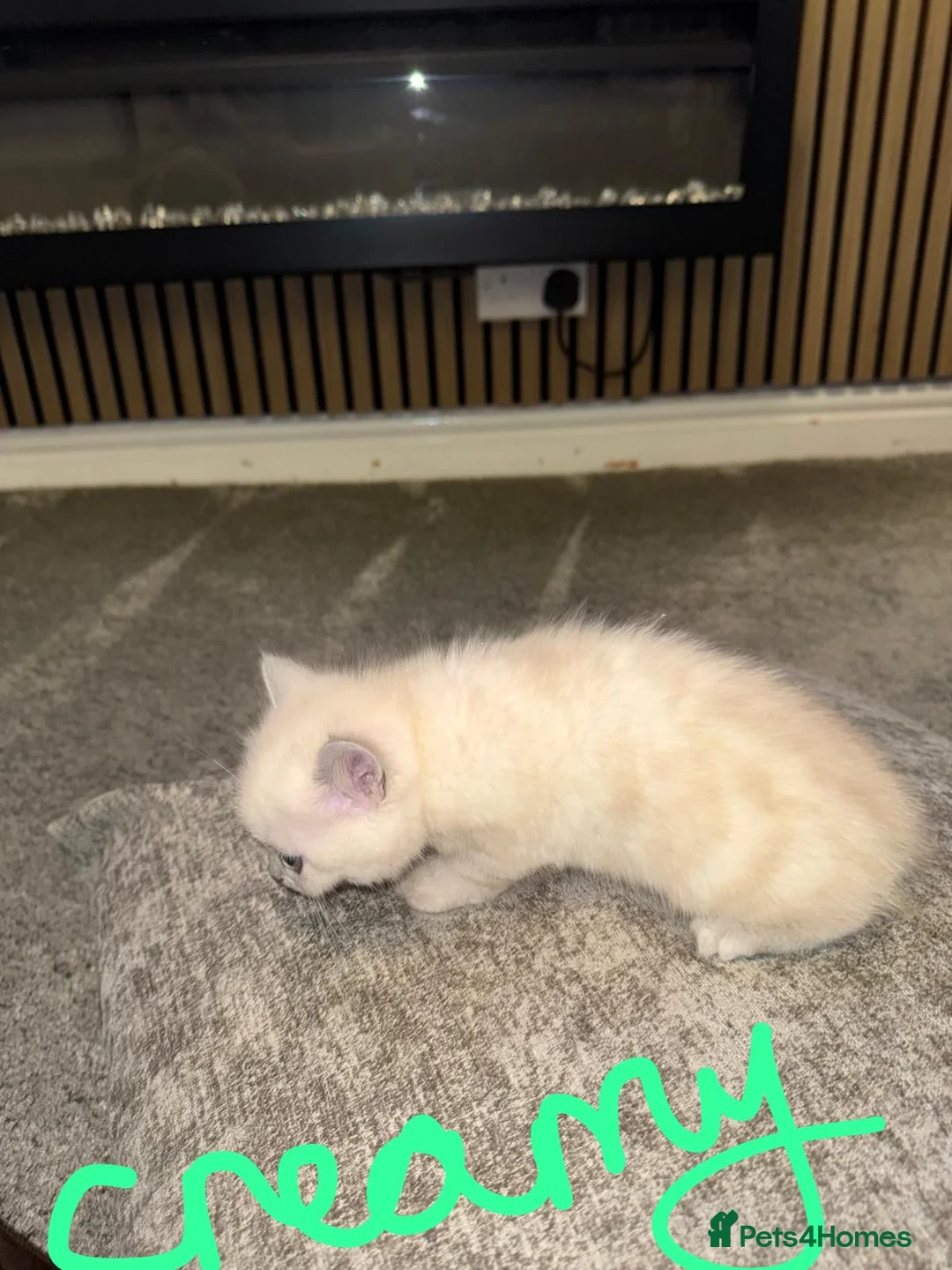 Persian cats for sale:  british shorthair silvertip and exotic persian - Advert 9
