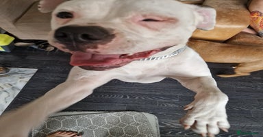 Mixed Breed dogs - Advert 10