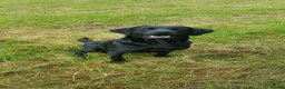 Labrador Retriever dogs for sale: WORKING BLACK LABRADOR PUPPIES-DRAKESHEAD LINE - Advert 8