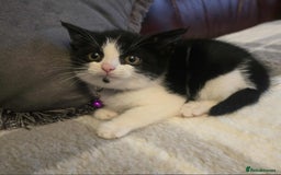 Mixed Breed cats for sale: Adorable kitten - Image 2