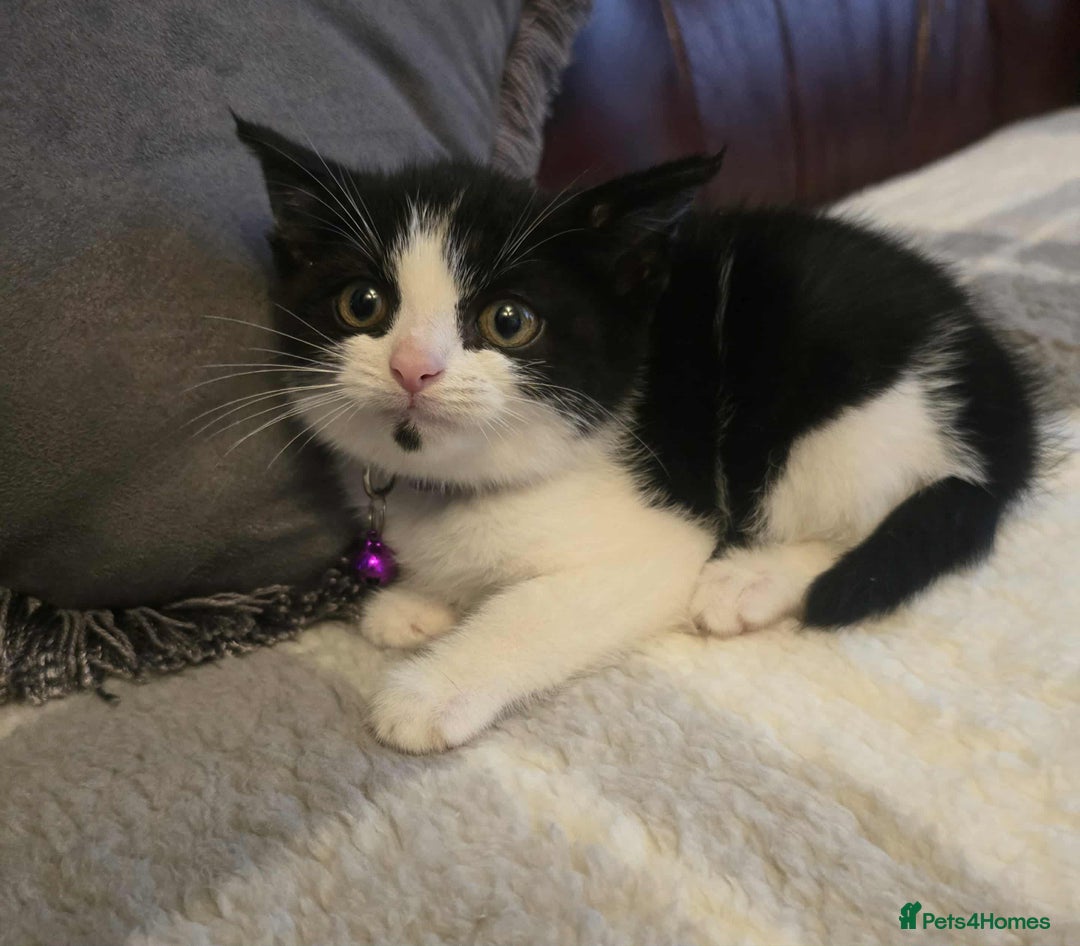 Mixed Breed cats for sale: Adorable kitten - Image 2