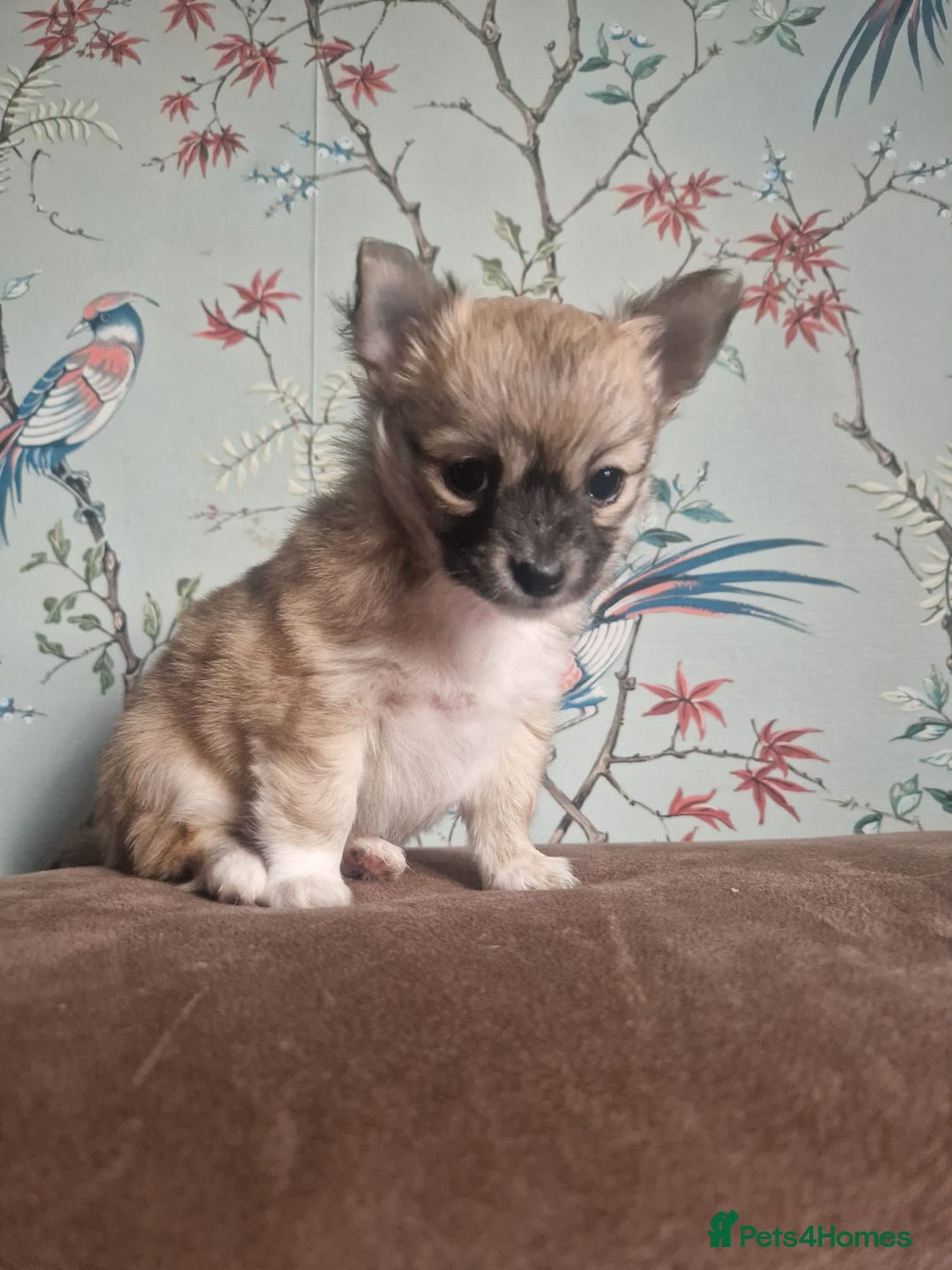 Chihuahua dogs for sale: Beautiful chihuahua girl - Advert 3