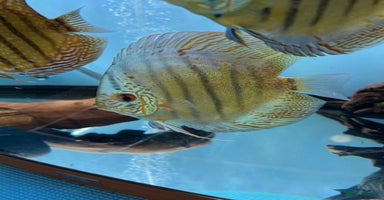 Discus fish HIGH QUALITY DISCUS £40 EACH  - Advert 1