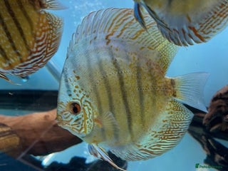 Discus fish HIGH QUALITY DISCUS £40 EACH - Advert 1