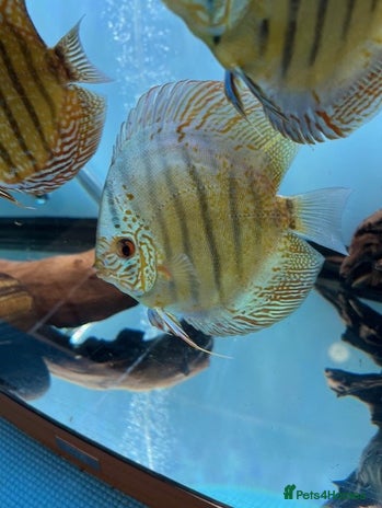 Discus fish HIGH QUALITY DISCUS £40 EACH - Advert 1