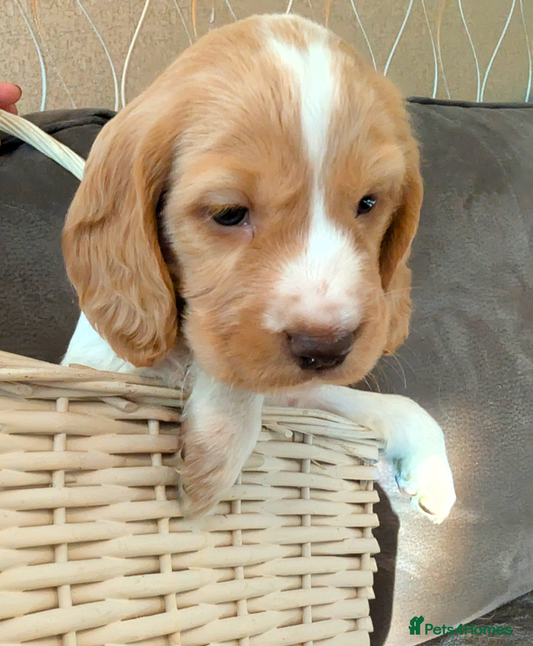 Cocker Spaniel dogs for sale: Beautiful cocker spaniel pups  - Image 20