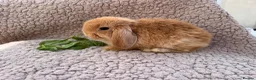 Mini Lop rabbits for sale: 5 beautiful mini lops for sale in Swindon - Advert 4