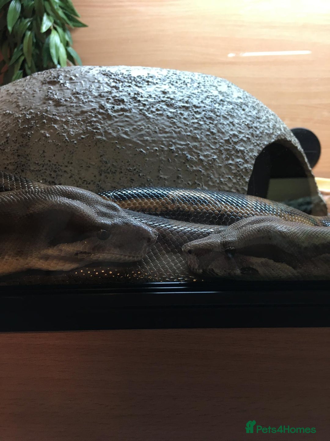 Boa Snake reptiles for sale: Pair of Boa Constrictor Snakes - Advert 1