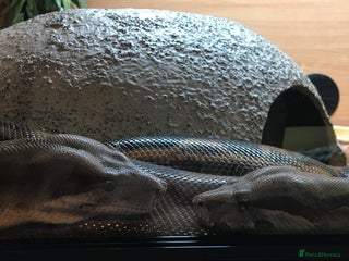 Boa Snake reptiles Pair of Boa Constrictor Snakes - Advert 10