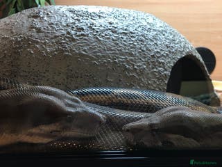 Boa Snake reptiles Pair of Boa Constrictor Snakes - Advert 17