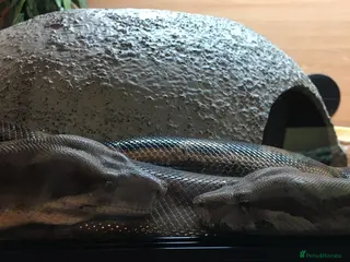 Boa Snake reptiles Pair of Boa Constrictor Snakes - Advert 4