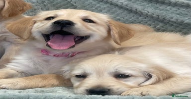 Golden Retriever dogs - Advert 13