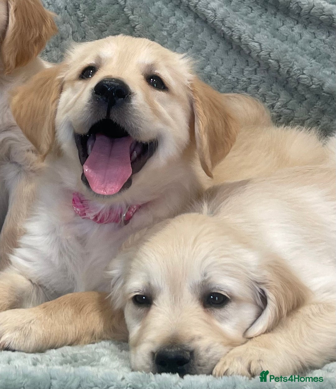 Golden Retriever dogs for sale: Quality Litter Of KC Reg Golden Retriever Puppies  - Image 2