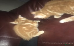 Mixed Breed cats for sale: Two beautiful ginger male kittens - Image 2