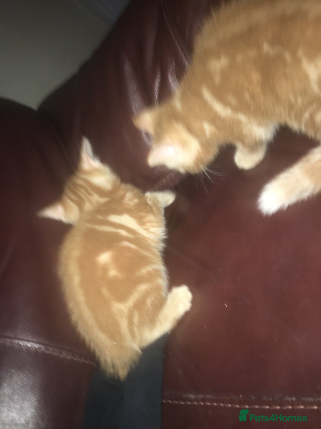 Mixed Breed cats for sale: Two beautiful ginger male kittens - Image 2
