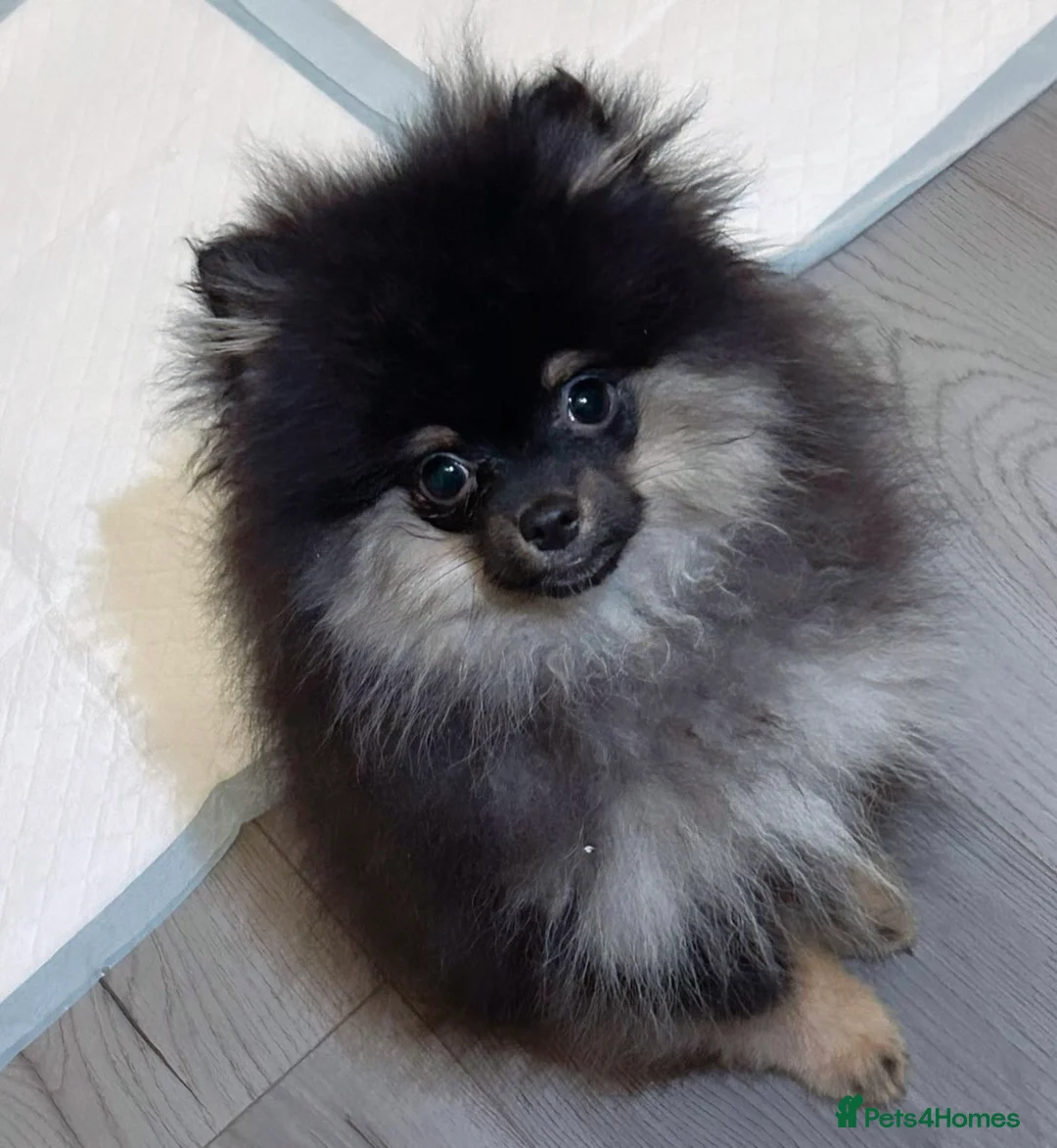 Pomeranian dogs for sale: Stunning Little Pomeranian Boy  - Advert 4