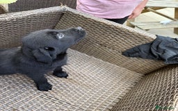 Labrador Retriever dogs for sale: 6 beautiful pedigree Labrador puppies - Image 7