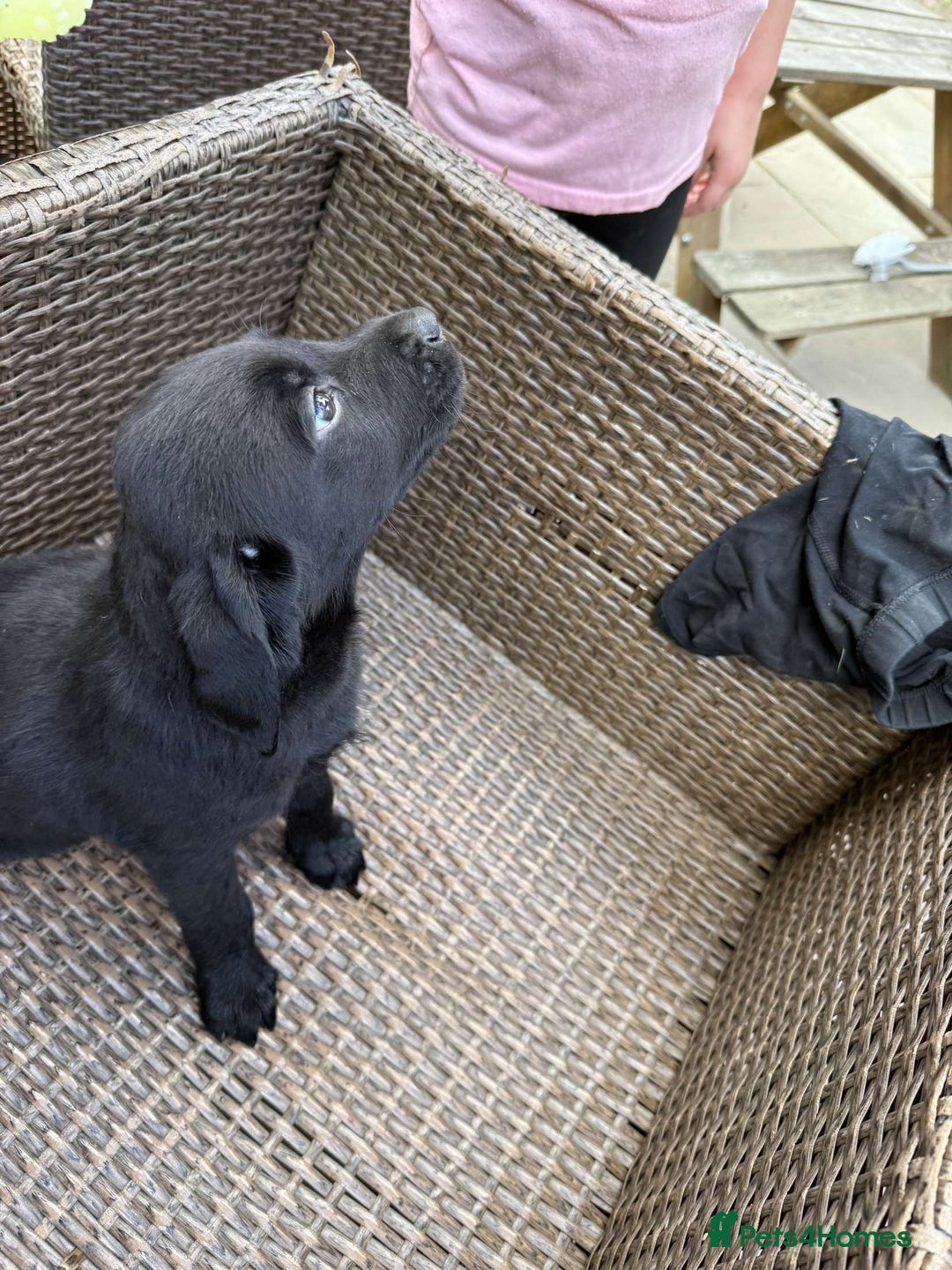 Labrador Retriever dogs for sale: 6 beautiful pedigree Labrador puppies - Image 7