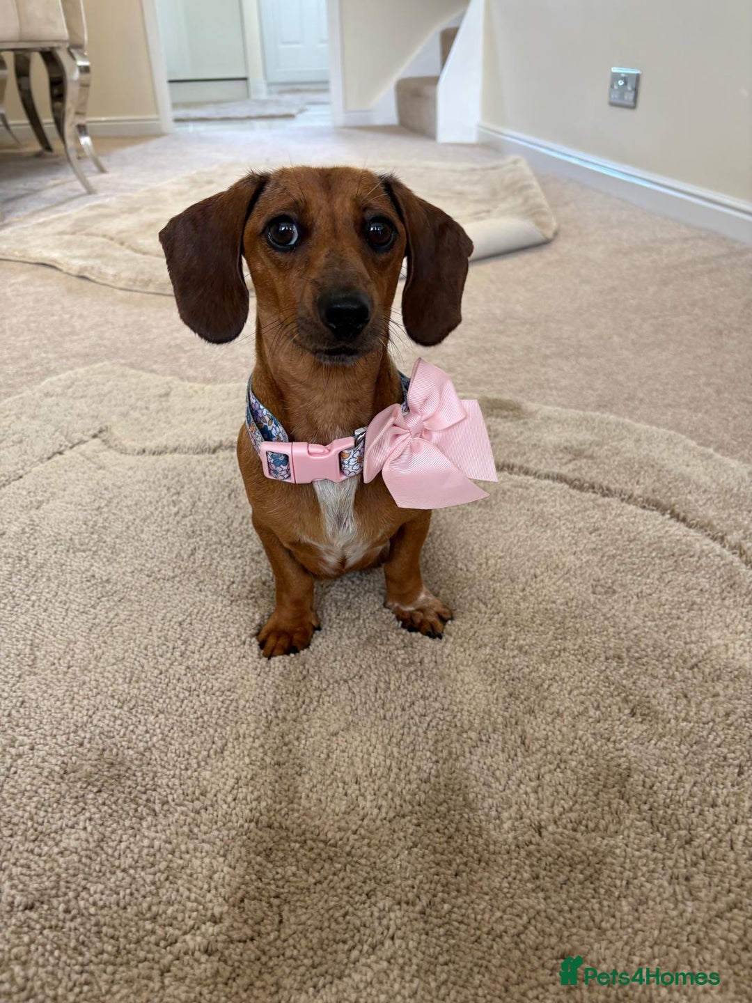Miniature Dachshund dogs for sale: MINIATURE DACHSHUND PUPPIES FOR SALE - Image 2