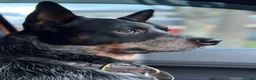 Australian Cattle Dog dogs for sale: Australian Cattle Dog Puppies For Sale - Advert 3