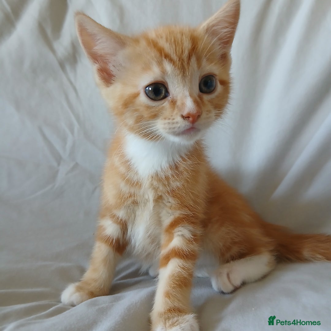 Mixed Breed cats for sale: READY NOW 4 male kittens looking for forever homes - Image 3