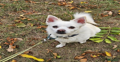 Mixed Breed dogs - Advert 12