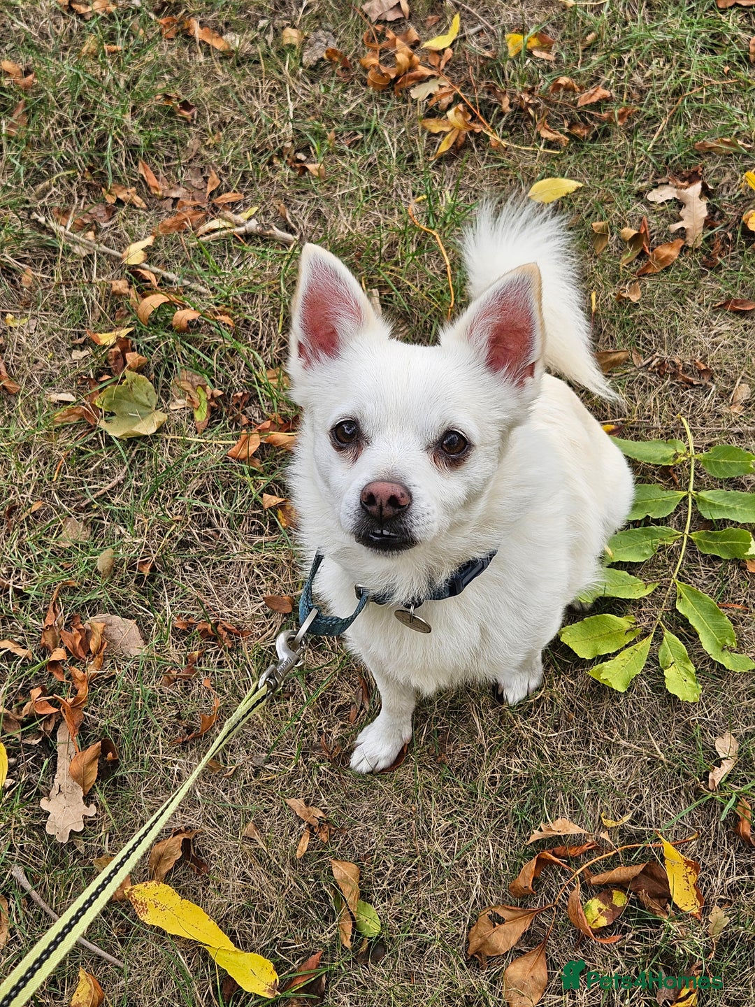 Mixed Breed dogs for sale: Casper  - Image 2