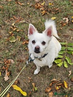 Mixed Breed dogs - Advert 12