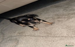 Chihuahua dogs for sale: Chihuahua puppies  - Image 11