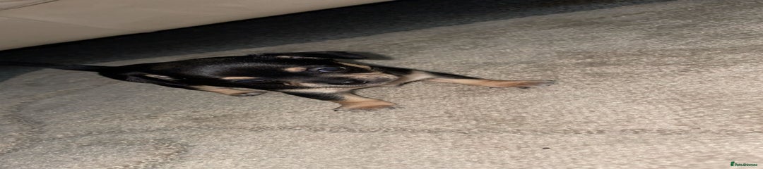 Chihuahua Puppy 2 boys and one girl 